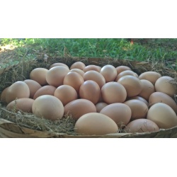 Ovos de galinha na cesta